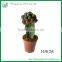 Ornamental indoor Graft Mini Cactus bonsai