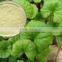 100% Natural Centella Asiatica Extract