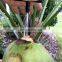 Stainless Steel Coconut Opener