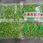Taiwan 75 Top Quality IQF Frozen Soybean Kernel Shelled Edamame
