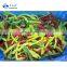 Sinocharm BRC A Approved W5-7MM IQF Mixed Pepper Strips Frozen Peppers Blend