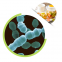 Chinese Supply Natural Leuconostoc Mesenteroides Freeze Dried Probiotics Powder For Pickles