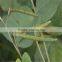 Food grade green mung beans(Heilongjiang)