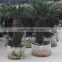 Cycas revoluta china planting cycad trees