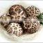High Quality Dried Shiitake Mushroom DONKO Made in Japan