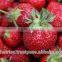 SWEET STRAWBERRY