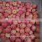 fresh china new crop of Fuji apples/cold room goods
