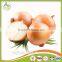 China best selling fresh red yellow onion for export