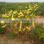 High Quality Colorful Pepper Seeds Ornamental Pepper Seeds Chili Seeds for Planting