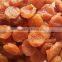 new dried apricots