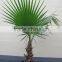 Washingtonia filifera
