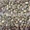Robusta type green coffee beans,new crop,washed,polished grade AA 18