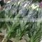 Long Stem Flowers Fresh Cut Lily Flowers Frsh Cut Fragrant Lily Flower