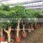 Heteropanax fragrans high 1-2m