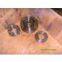 ASTM A105 SORF FLANGE