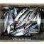 Frozen Mackerel Pacific 150-300g