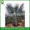 Bismarckia nobilis palms trunk 50-60cm (1)