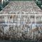 PPGI steel coil for processing trade