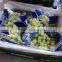 Fresh Grapes ( Superior -Flame -Crimson-Thompson -Red Globe ...) crops 2015