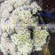 Fresh cut Chrysanthemums flower