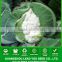 CF15 Xuejian no.5 95 days late maturity f1 hybrid white cauliflower seeds