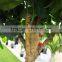 Home gardens for curtain hotel decoration 200cm Height making artificial live plastic green orange bonsai tree EZZPZ06 0302
