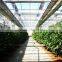 wholesale Multi-span low cost agricultural greenhouse