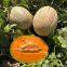 Greyish-green skin orange flesh hybrid round melon seeds