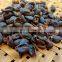 Hot sale Cascara Tea healthy/Cascara Tea from Vietnam