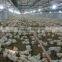 Automatic Poultry Farm Feeding Equipment