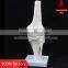 Transparent human knee joint model
