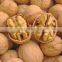 looking walnut buyers