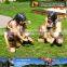 MY Dino-C079 Outdoor life size fiberglass apes for sale