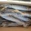Spanish Mackerel (400-600g)