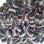 Chinese new crop black speckled kidney beans with high protein