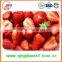 Bulk 2015 15-25mm High quality Fresh HONEY Strawberry