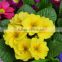 Hybird F1 Primula Malacoides Flower Seeds For Cultivation