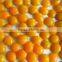 Best canned apricot halves with good quality