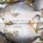 Best Price Frozen golden pomfret pompano