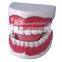 dental model, 32 teeth model