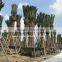 Phoenix canariensis palm tree nursery landscaping trees