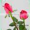 Supply hot sale fresh black rose flower high quality fresh black rose flower big pink with 0.8_1.8kg/bundle from kunming