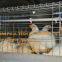 Laos Poultry Farm A Type Battery Broiler Cage System & Chicken Cage to Improve Chicken Meat Production for Sale