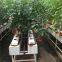 Multispan Glass Greenhouse, Commercial Glass Greenhouse for Vegetables Planting