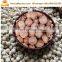 lotus seed peeling sheller machine core removing machine