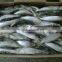 Frozen Small Size Sardine for Canning