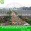 Low Tunnel Greenhouse For Blueberry, Strawberry Quality Choice