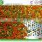 Frozen IQF Vegetables and IQF Frozen Fruits