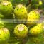 Organic Prickly pear seed oil