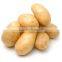 Fresh Potatoes for sale